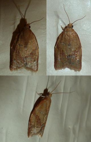 Clepsis consimilana